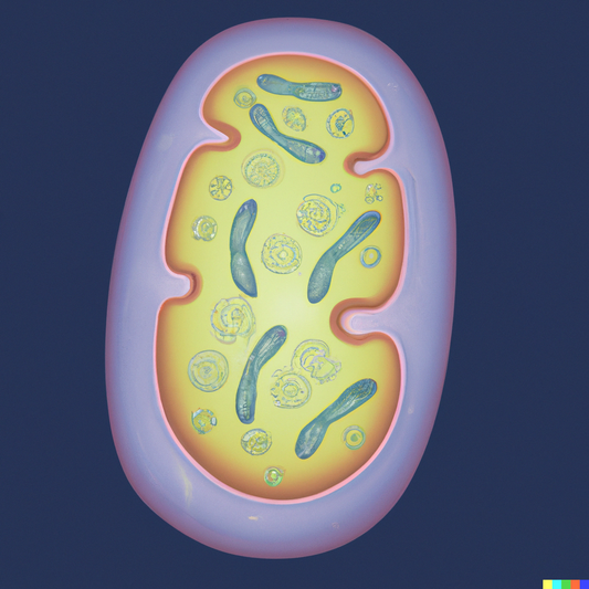 CBD und Mitochondrien | Vielversprechend für die Gesundheit