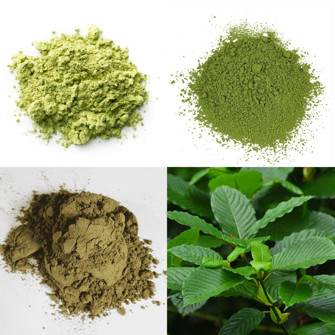 Kratom Unterschiede Übersicht